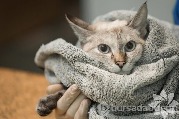 Burçların kontrol edemediği duygular

