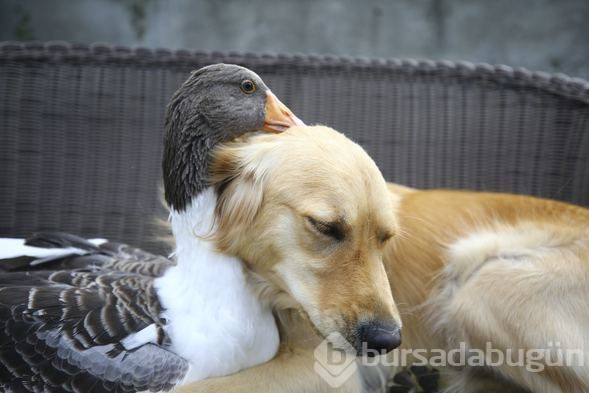 Sevimli köpek Dost ve kaz Zincir'in dostluğu görenleri büyülüyor
