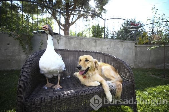 Sevimli köpek Dost ve kaz Zincir'in dostluğu görenleri büyülüyor
