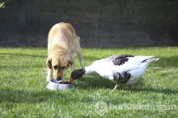 Sevimli köpek Dost ve kaz Zincir'in dostluğu görenleri büyülüyor

