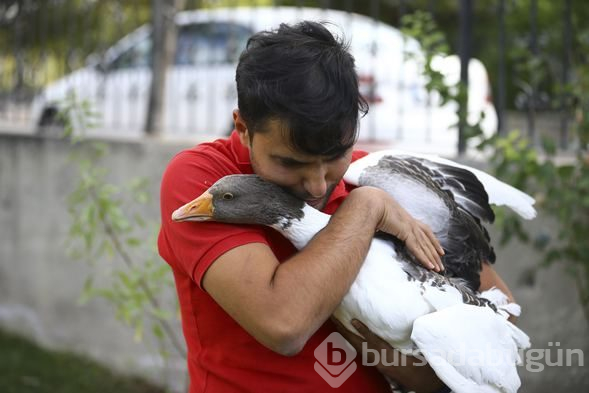 Sevimli köpek Dost ve kaz Zincir'in dostluğu görenleri büyülüyor
