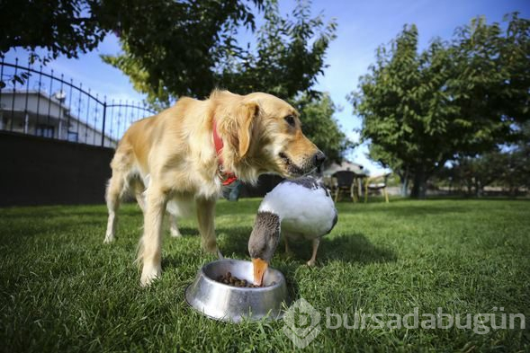 Sevimli köpek Dost ve kaz Zincir'in dostluğu görenleri büyülüyor
