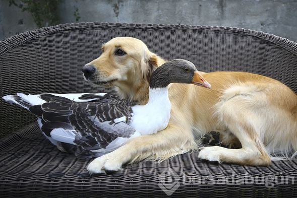 Sevimli köpek Dost ve kaz Zincir'in dostluğu görenleri büyülüyor
