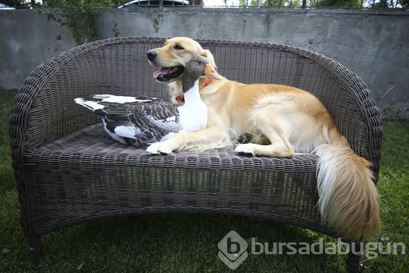 Sevimli köpek Dost ve kaz Zincir'in dostluğu görenleri büyülüyor
