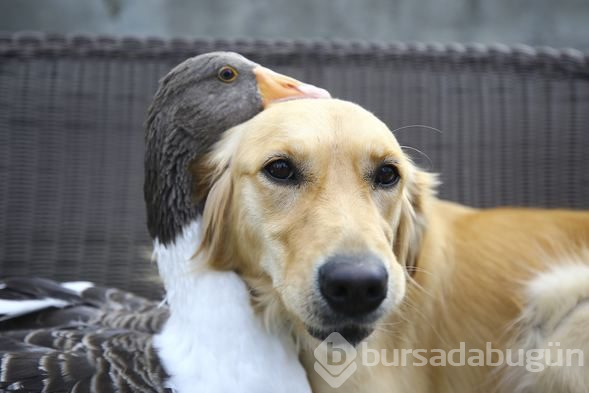 Sevimli köpek Dost ve kaz Zincir'in dostluğu görenleri büyülüyor
