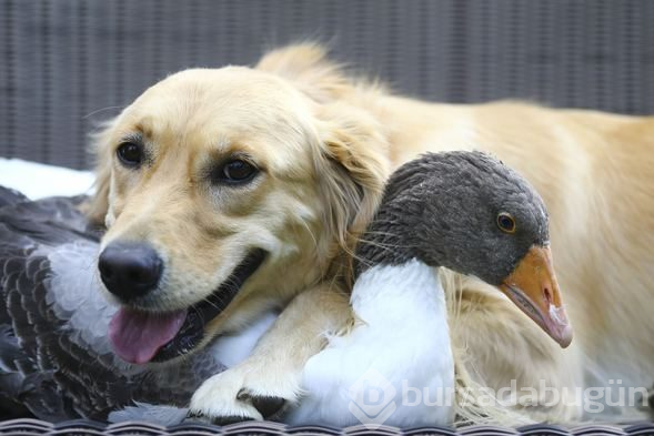 Sevimli köpek Dost ve kaz Zincir'in dostluğu görenleri büyülüyor
