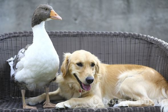 Sevimli köpek Dost ve kaz Zincir'in dostluğu görenleri büyülüyor
