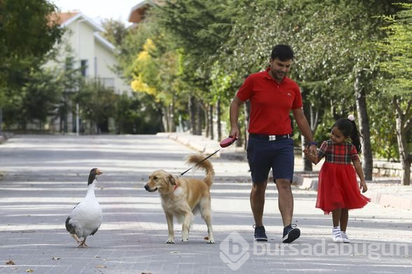 Sevimli köpek Dost ve kaz Zincir'in dostluğu görenleri büyülüyor

