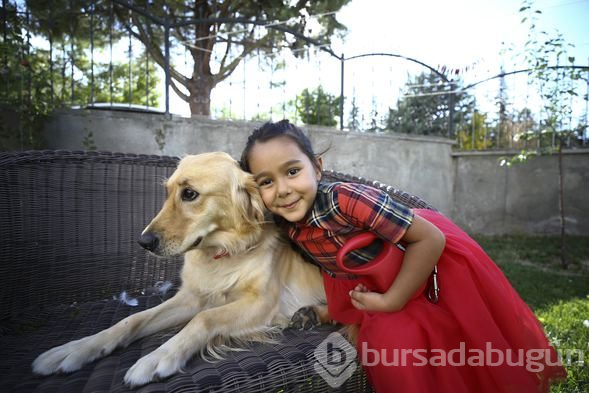 Sevimli köpek Dost ve kaz Zincir'in dostluğu görenleri büyülüyor
