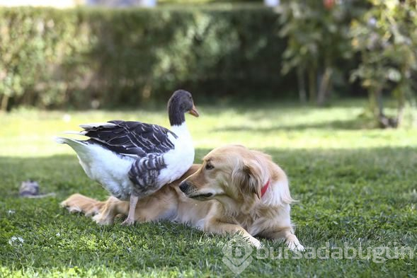 Sevimli köpek Dost ve kaz Zincir'in dostluğu görenleri büyülüyor
