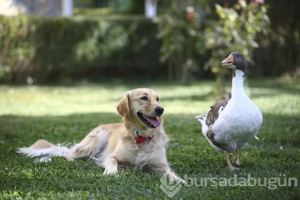 Sevimli köpek Dost ve kaz Zincir'in dostluğu görenleri büyülüyor
