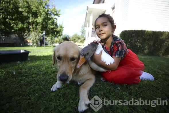 Sevimli köpek Dost ve kaz Zincir'in dostluğu görenleri büyülüyor
