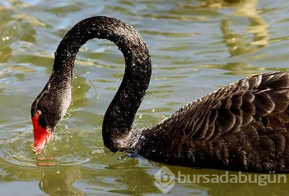 AKUT ve AFAD seferber olmuştu! Bu kez o ilde görüntülendi
