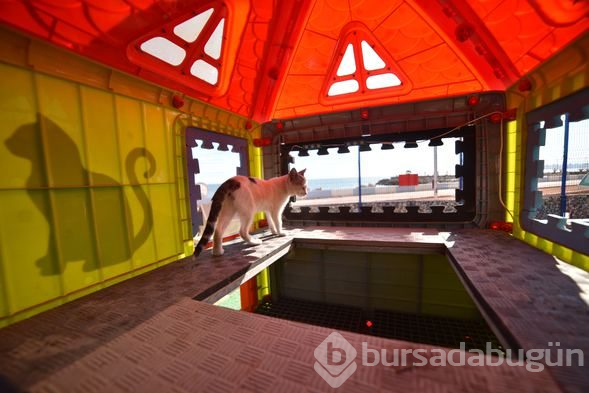 Kediler "Miyav Park"ı çok sevdi
