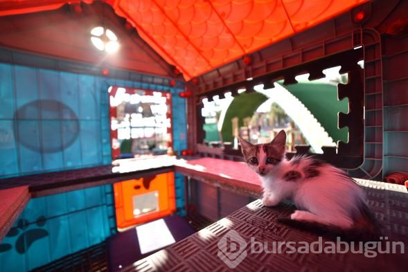 Kediler "Miyav Park"ı çok sevdi
