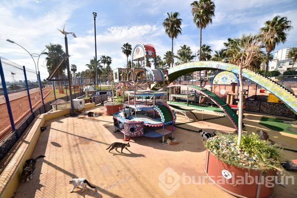 Kediler "Miyav Park"ı çok sevdi
