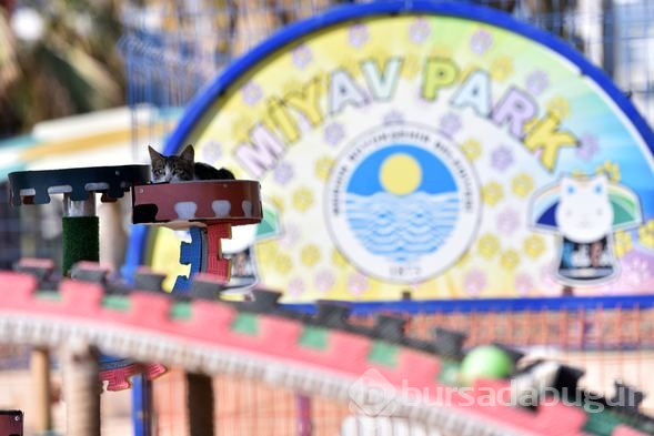 Kediler "Miyav Park"ı çok sevdi
