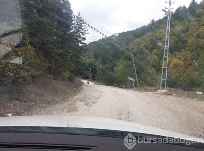 Ormanda çalışan işçilere ayı saldırdı