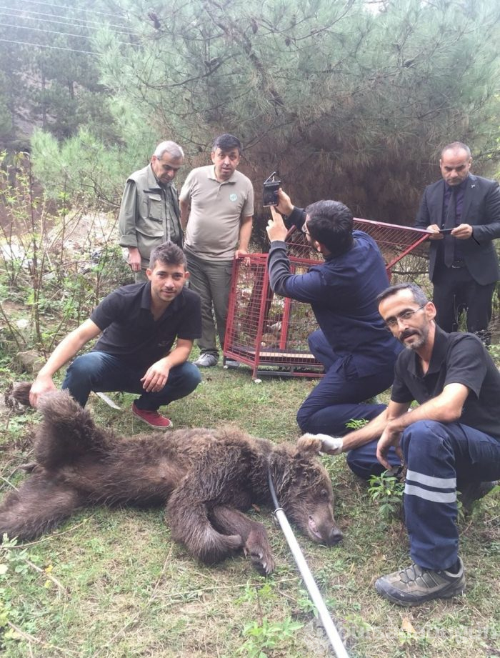 Ormanda çalışan işçilere ayı saldırdı