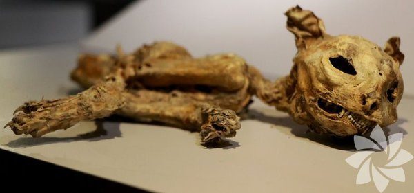 Aksaray'daki mumya müzesi

