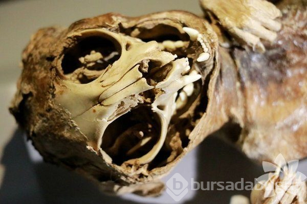 Aksaray'daki mumya müzesi
