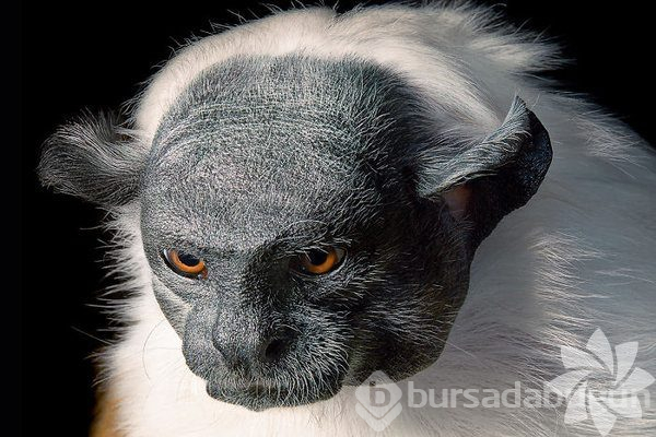 Bu hayvanların nesli tükeniyor!
