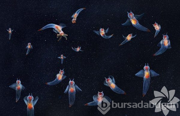 Bu hayvanların nesli tükeniyor!
