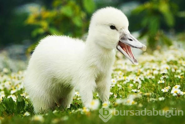 Hibrit hayvanların inanılmaz görüntüleri