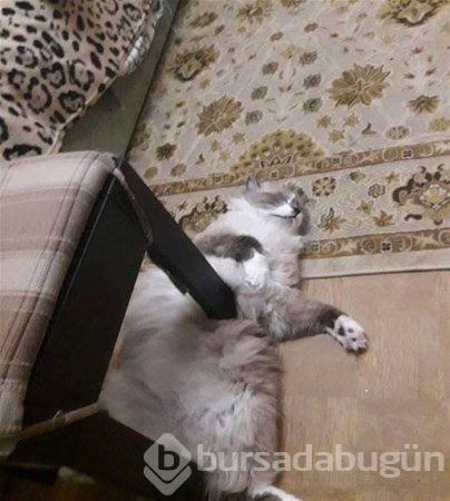 Anlamak için 2 kere bakın
