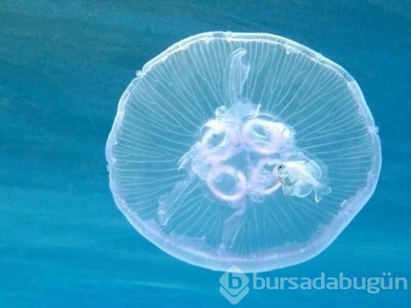 Öğrendiğinizde çok şaşıracağınız çarpıcı bilgiler
