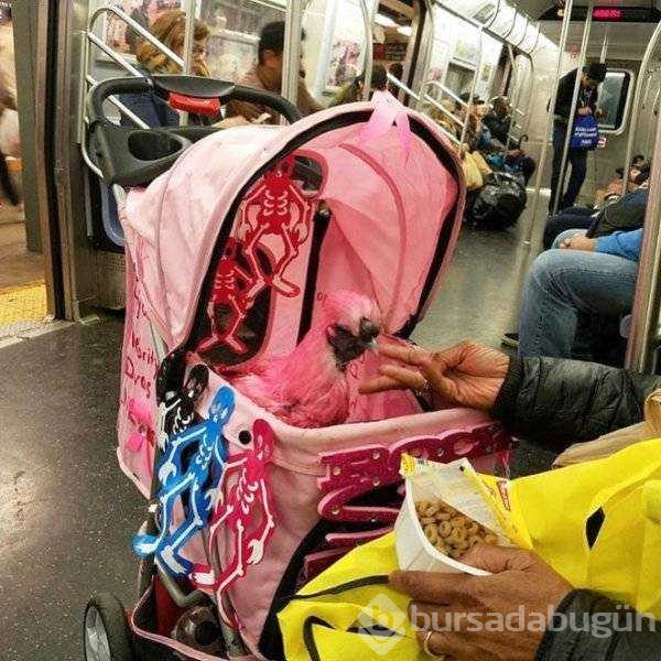 Dünyanın en ilginç metro yolcuları
