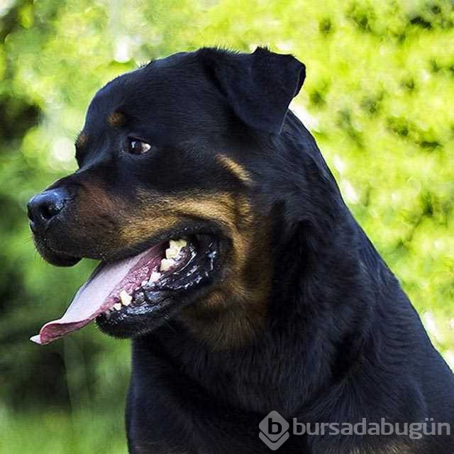 Dünyanın en zeki 10 köpeği
