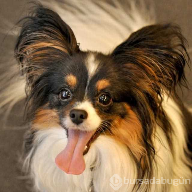 Dünyanın en zeki 10 köpeği

