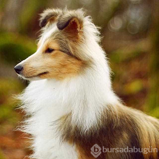 Dünyanın en zeki 10 köpeği
