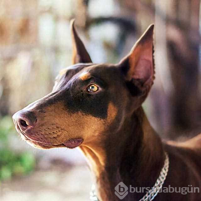 Dünyanın en zeki 10 köpeği
