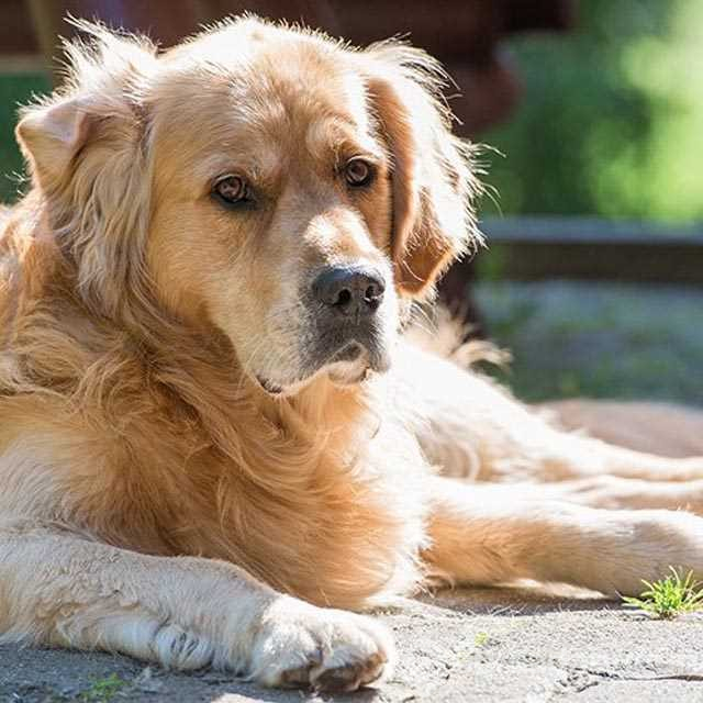Dünyanın en zeki 10 köpeği
