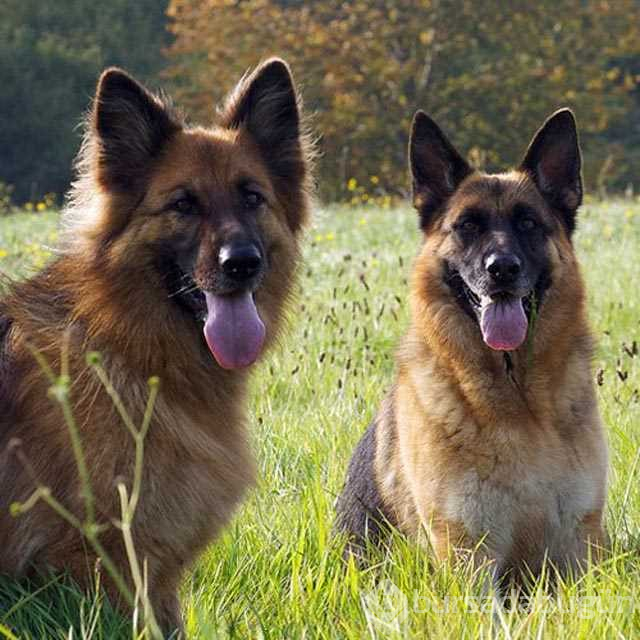Dünyanın en zeki 10 köpeği
