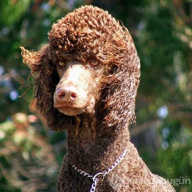 Dünyanın en zeki 10 köpeği
