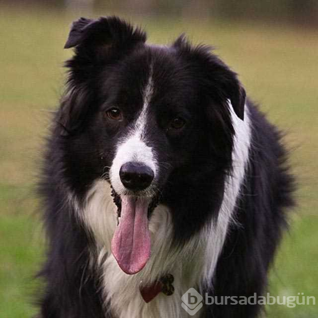 Dünyanın en zeki 10 köpeği
