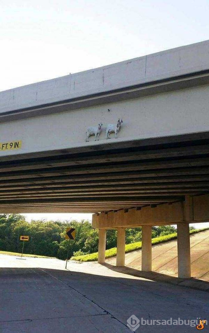 Trafikte sürücüleri şok eden olaylar
