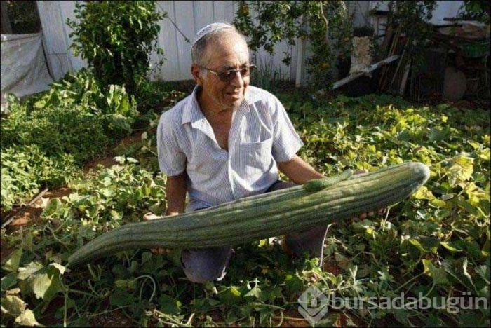 Gerçek olduğuna inanmakta güçlük çekeceğiniz dev sebze ve meyveler
