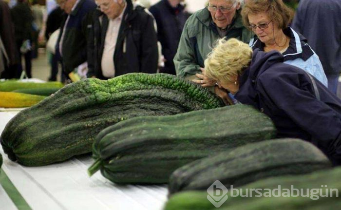 Gerçek olduğuna inanmakta güçlük çekeceğiniz dev sebze ve meyveler
