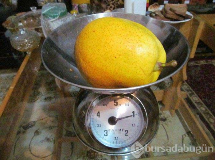Gerçek olduğuna inanmakta güçlük çekeceğiniz dev sebze ve meyveler
