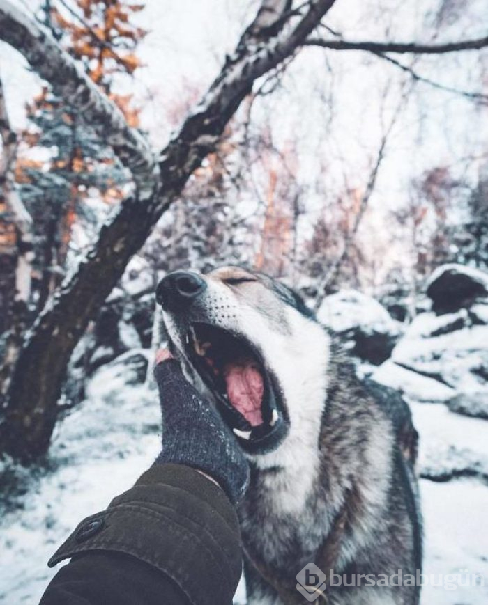 Bir köpeğin 'Beni takip et' dediği seyahat fotoğrafları
