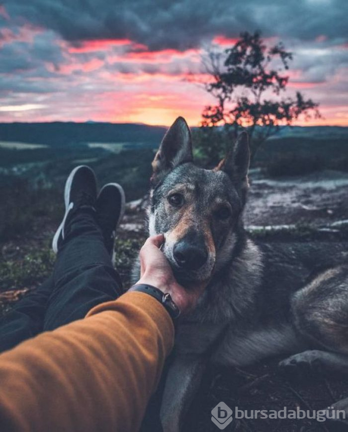 Bir köpeğin 'Beni takip et' dediği seyahat fotoğrafları
