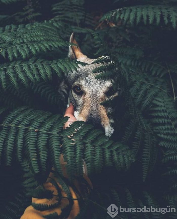 Bir köpeğin 'Beni takip et' dediği seyahat fotoğrafları

