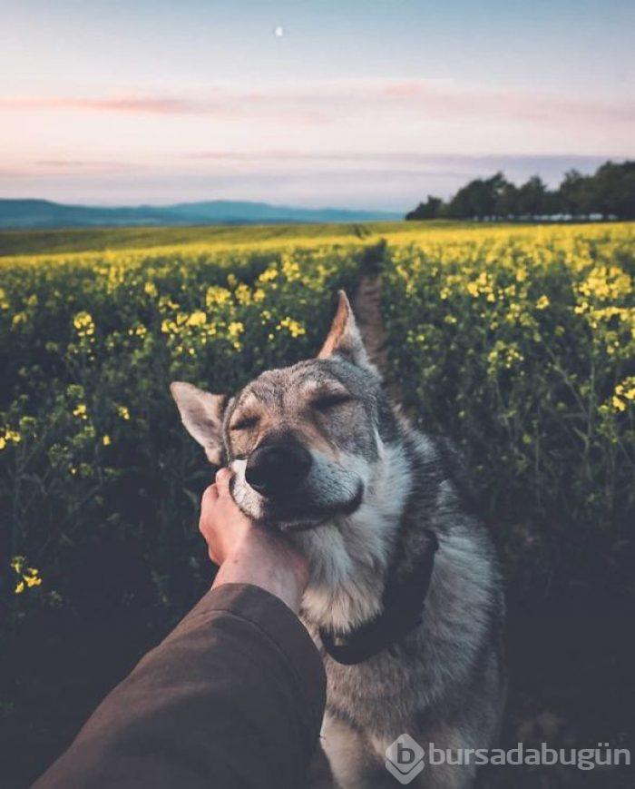 Bir köpeğin 'Beni takip et' dediği seyahat fotoğrafları
