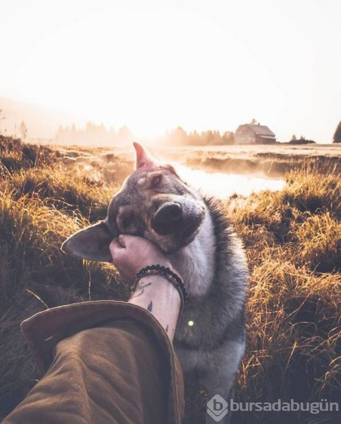 Bir köpeğin 'Beni takip et' dediği seyahat fotoğrafları
