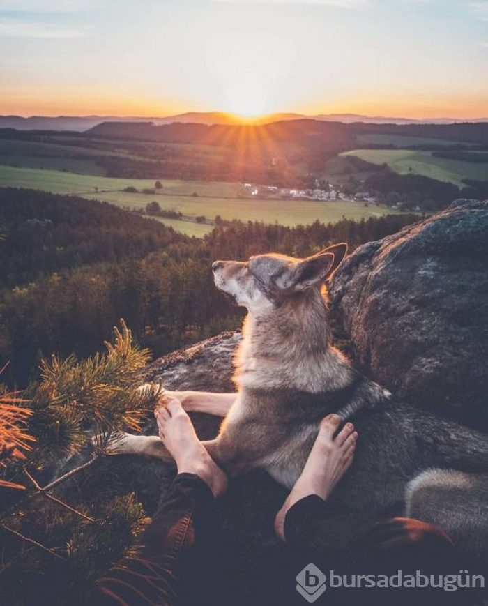 Bir köpeğin 'Beni takip et' dediği seyahat fotoğrafları
