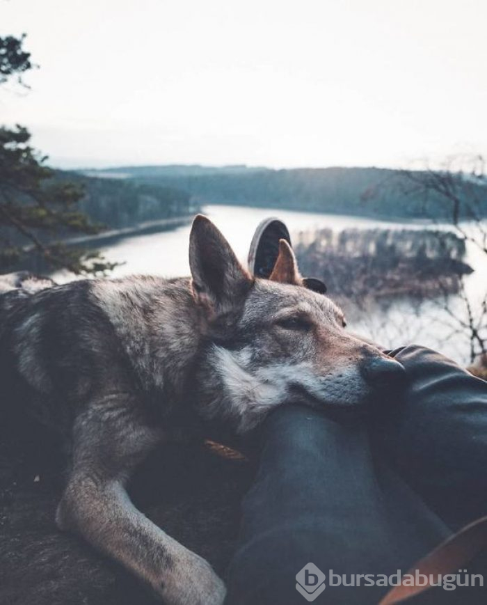 Bir köpeğin 'Beni takip et' dediği seyahat fotoğrafları
